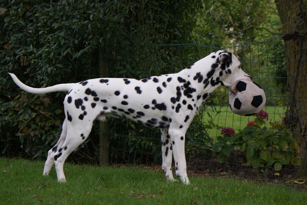 Daar ligt nog een bal!?