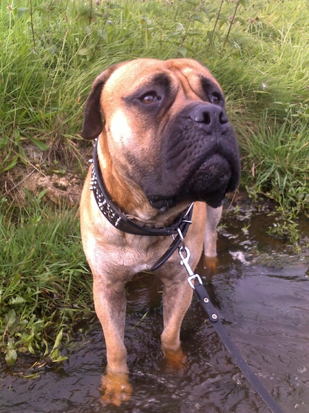 Bullmastiff