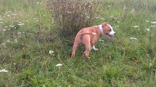 Puppykontje van steffie 