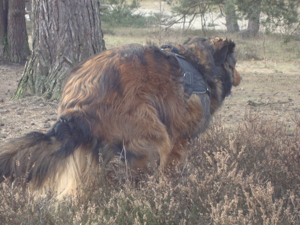 Charlie's achterkant