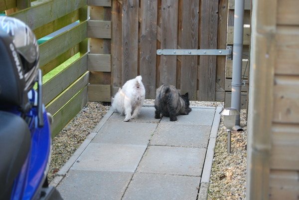 De kont van Iggy en Chelsea.