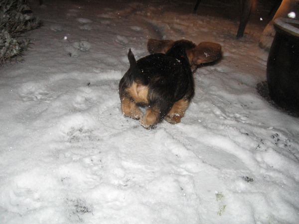 Puppybillen in de sneeuw