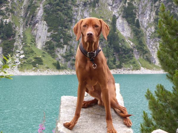 Vizsla (Hongaarse staande hond)