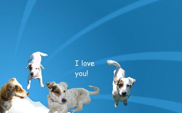 Jack Russell Terrier