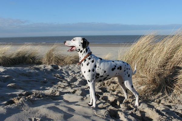 Dalmatische hond