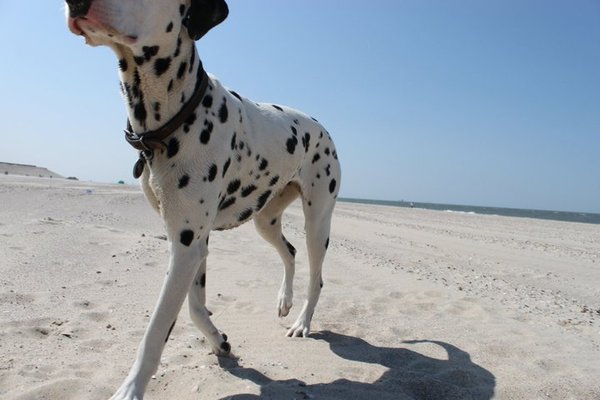 Dalmatische hond