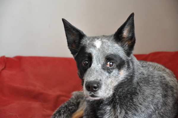 Australian Cattle Dog