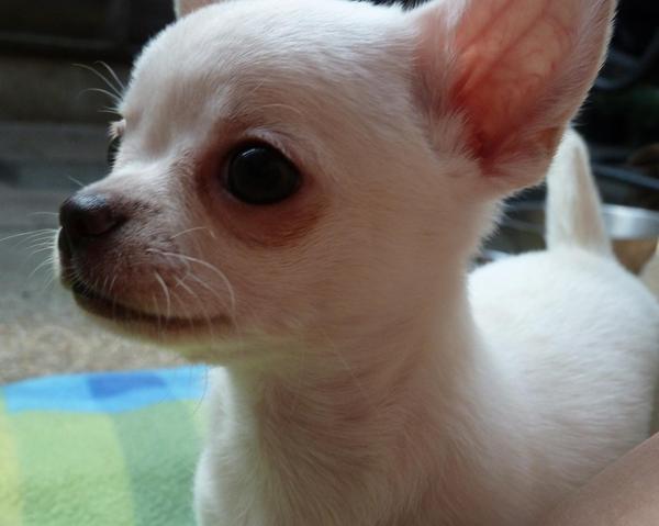 Chihuahua Kennel