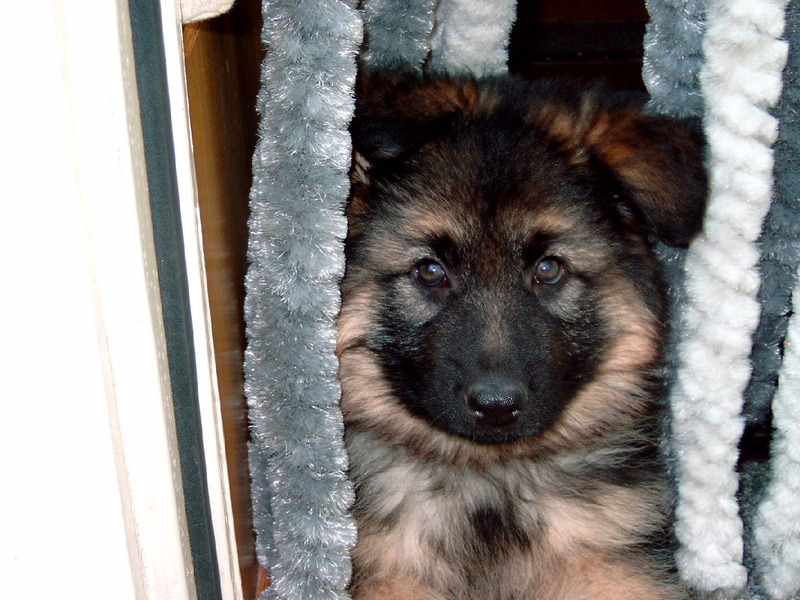 Oud Duitse Herdershond