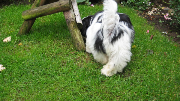 Het kontje van Bonny 