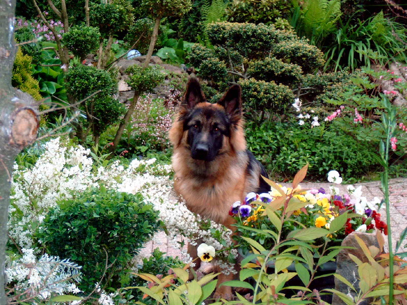 Oud Duitse Herdershond