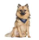 Keeshond, Klein