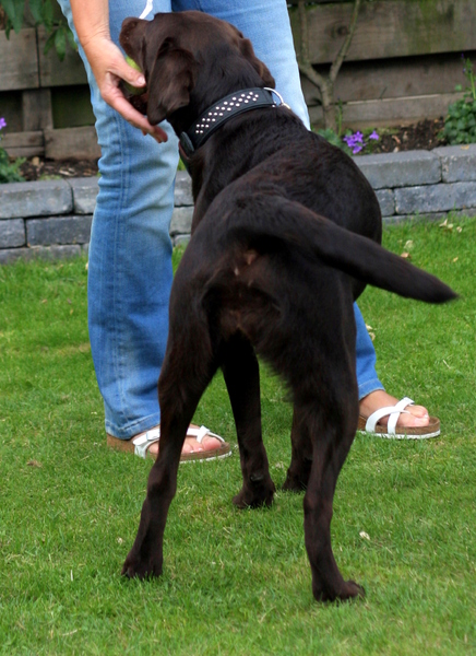 Kontje van laycka tijdens balspel