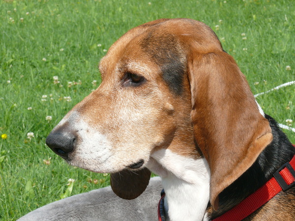 Basset Artesien Normand