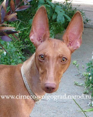 Cirneco Volgograd
