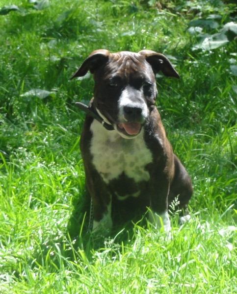 American Staffordshire Terrier