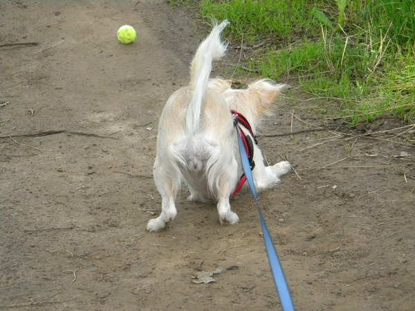 Hondenkontje van Romi  ;)