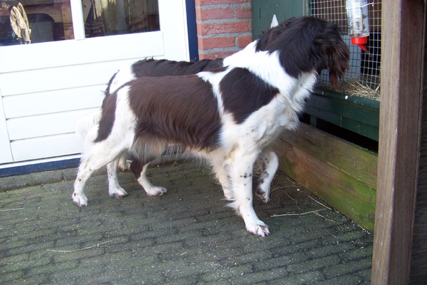 Het voorstaan bij een konijnen hok