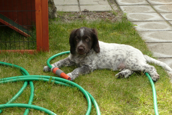 Duitse Staande Hond, Langhaar
