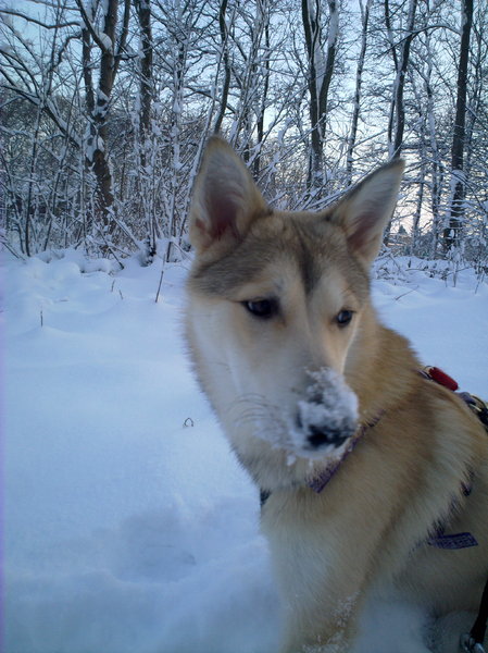 Laika, West Siberische