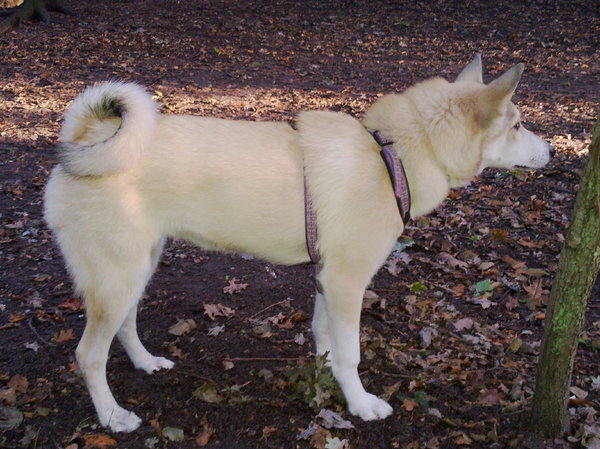 Laika, West Siberische