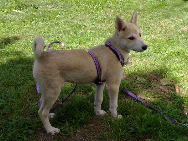 Laika, West Siberische