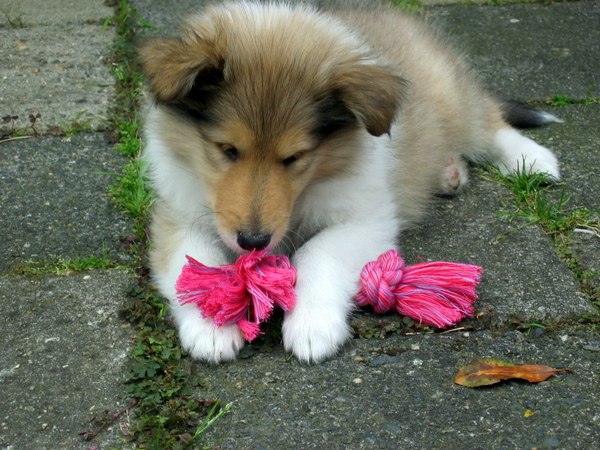 Schotse Herdershond, Langhaar