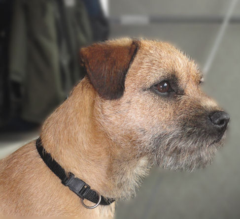 Border Terrier