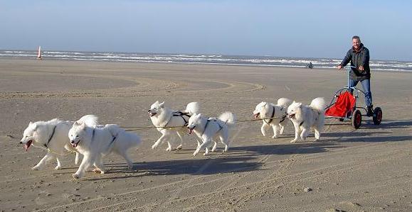 Schylger Samoyeds team in actie