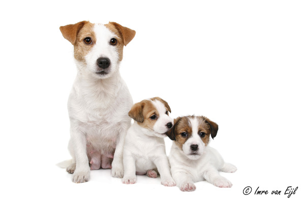 Baci, JRT kennel van 't 