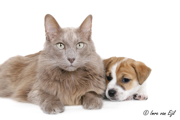 Baci, JRT kennel van 't 