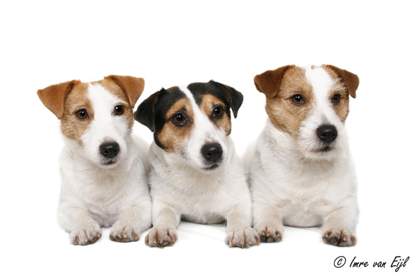 Baci, JRT kennel van 't 