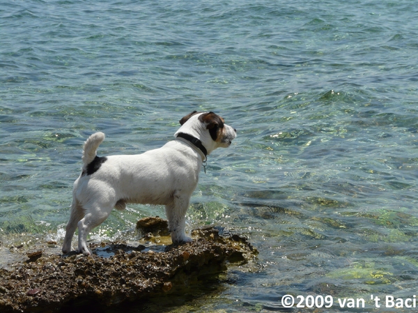 Baci, JRT kennel van 't 