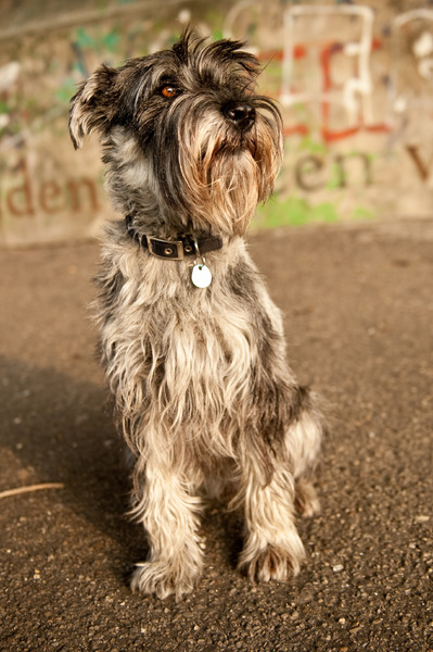Schnauzer