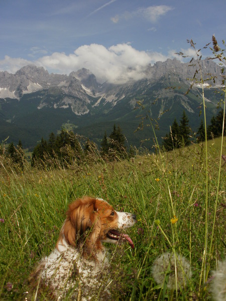Kooikerhondje