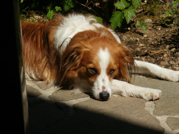 Kooikerhondje