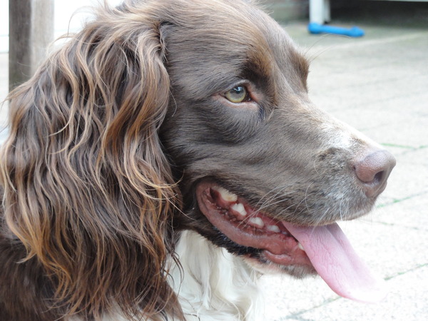 Engelse Springer Spaniel