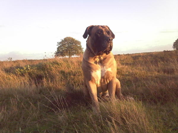 Boerboel