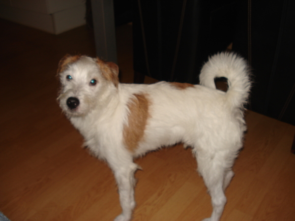 Parson Russell Terriër