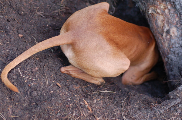 Thor aan het jagen achter een stoute konijn!