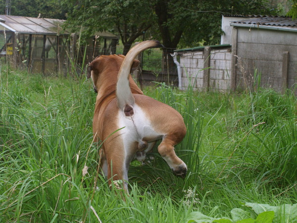 Anton: vlagje plaatsen...