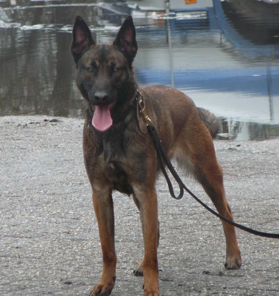 van het Engbertsdijkvenen