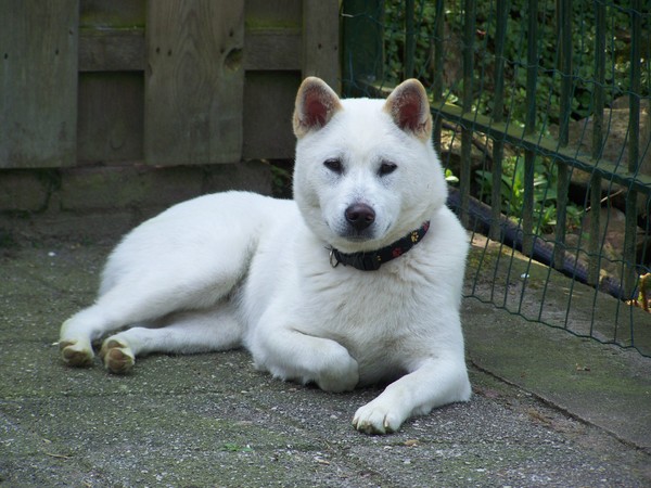 Kishu