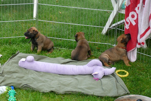 van het Engbertsdijkvenen