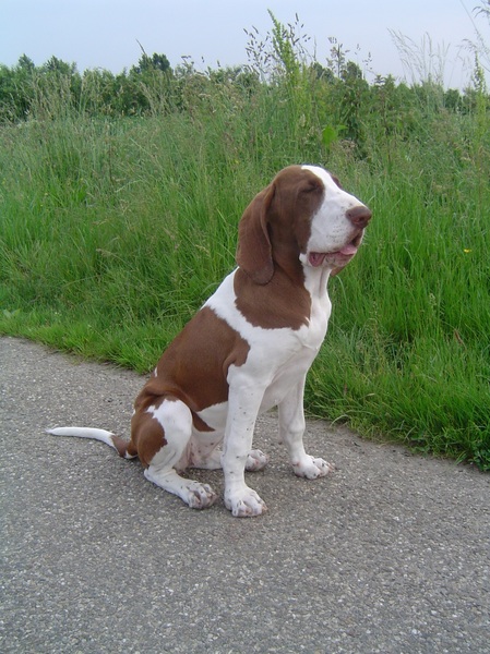 Bracco Italiano