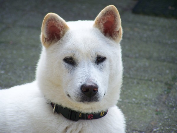 Kishu