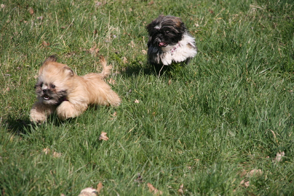 Amber en Charley rennend in park