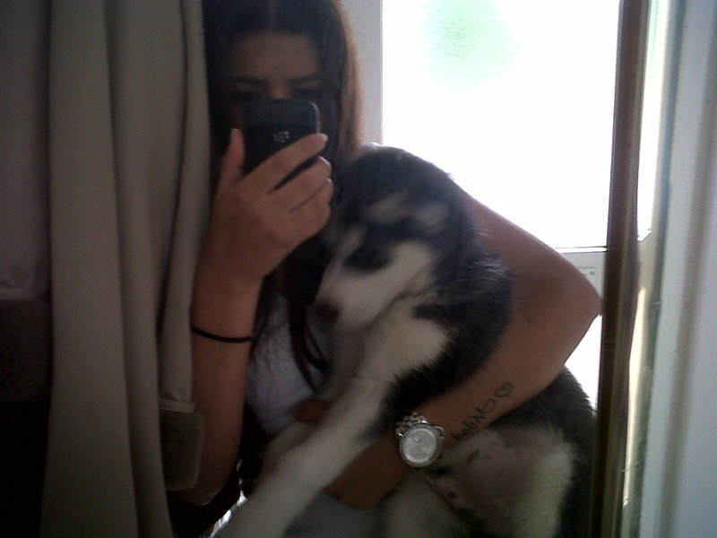 Alaskan Malamute