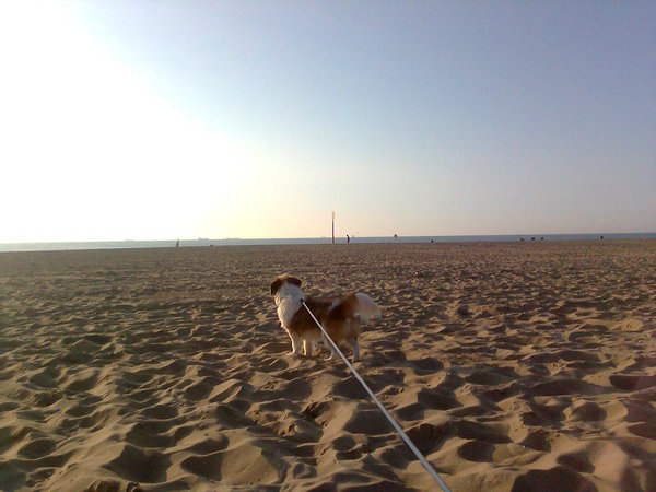 Kontje aan het strand