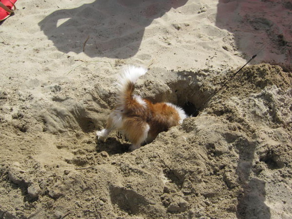 kontje aan het graven